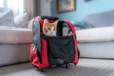 melhores mochilas para gatos