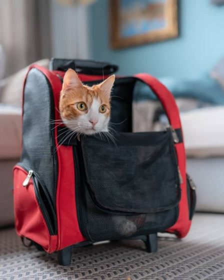 melhores mochilas para gatos